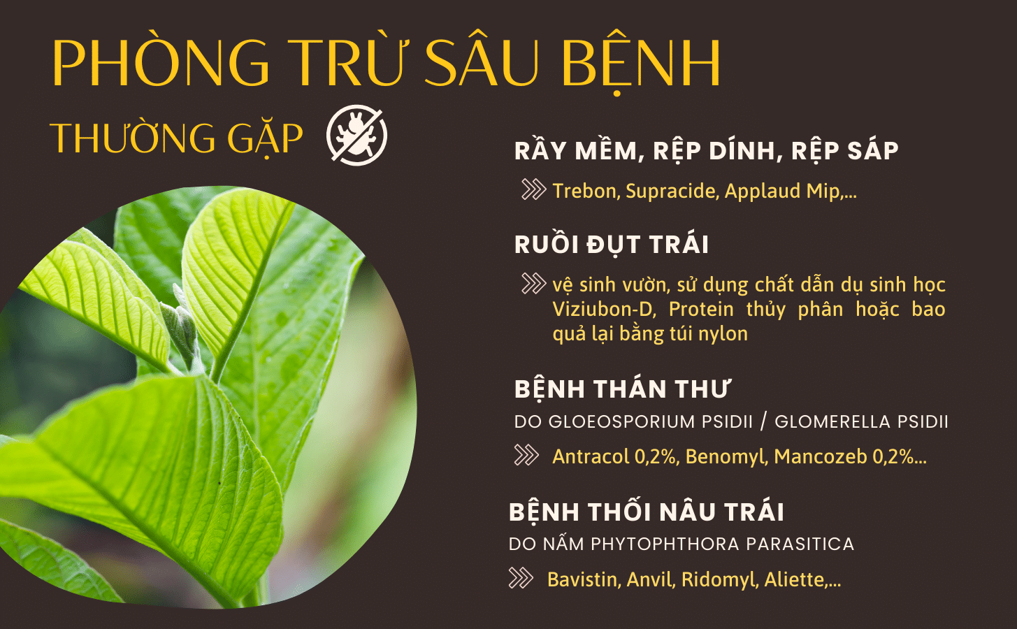 Ổi Nữ Hoàng Oi Nu Hoang Nong Trang Island 7