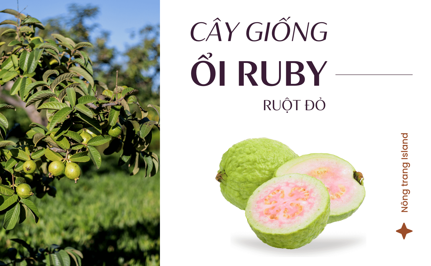 Ổi Ruby Ruột Đỏ Oi Ruby Ruot Do Nong Trang Island 1