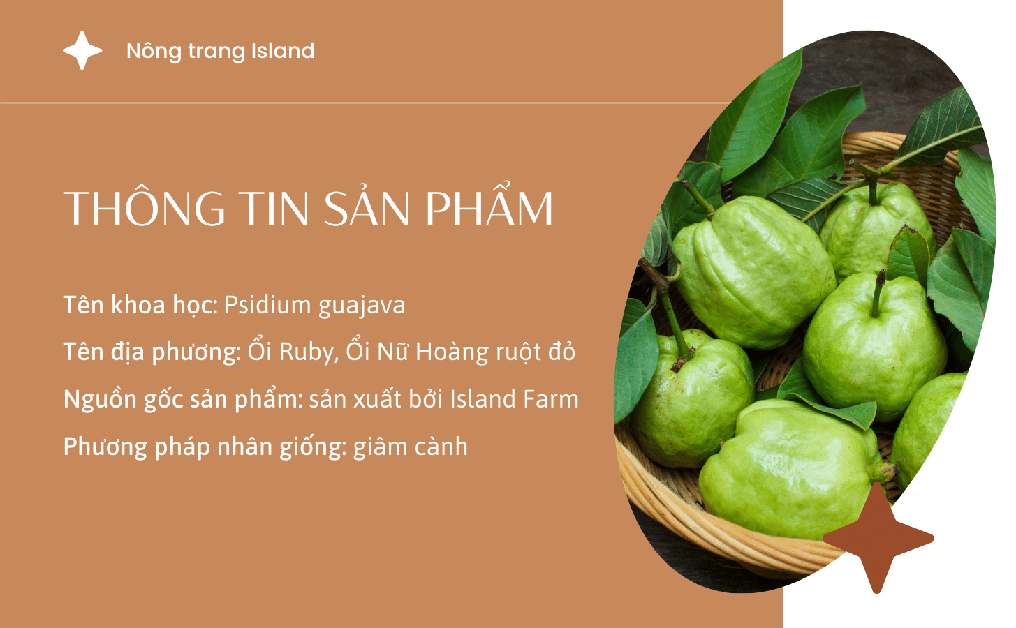 Ổi Ruby Ruột Đỏ Oi Ruby Ruot Do Nong Trang Island 2