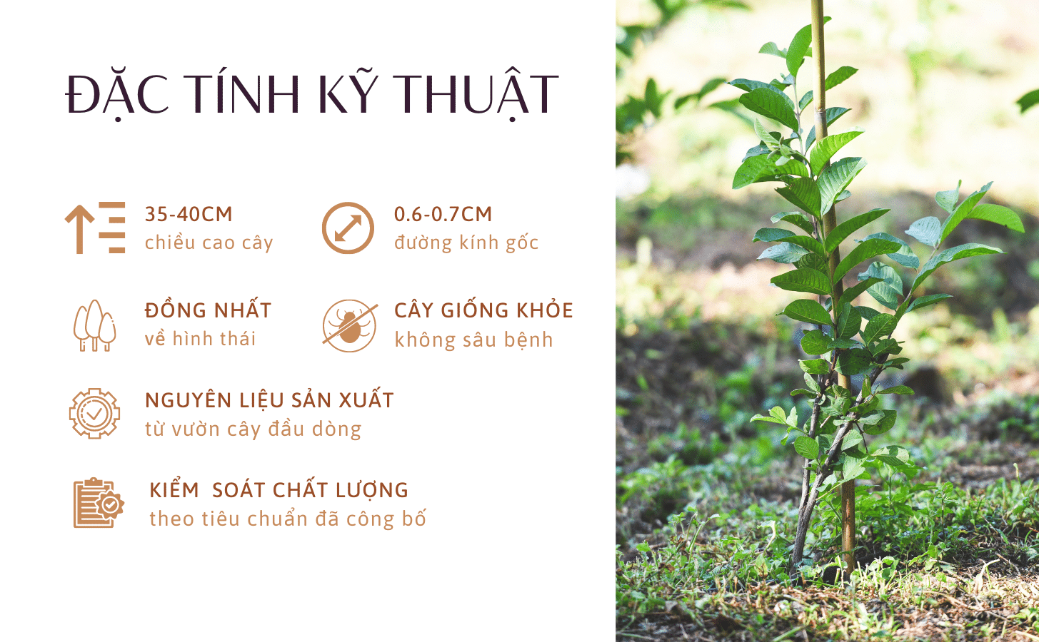 Ổi Ruby Ruột Đỏ Oi Ruby Ruot Do Nong Trang Island 3