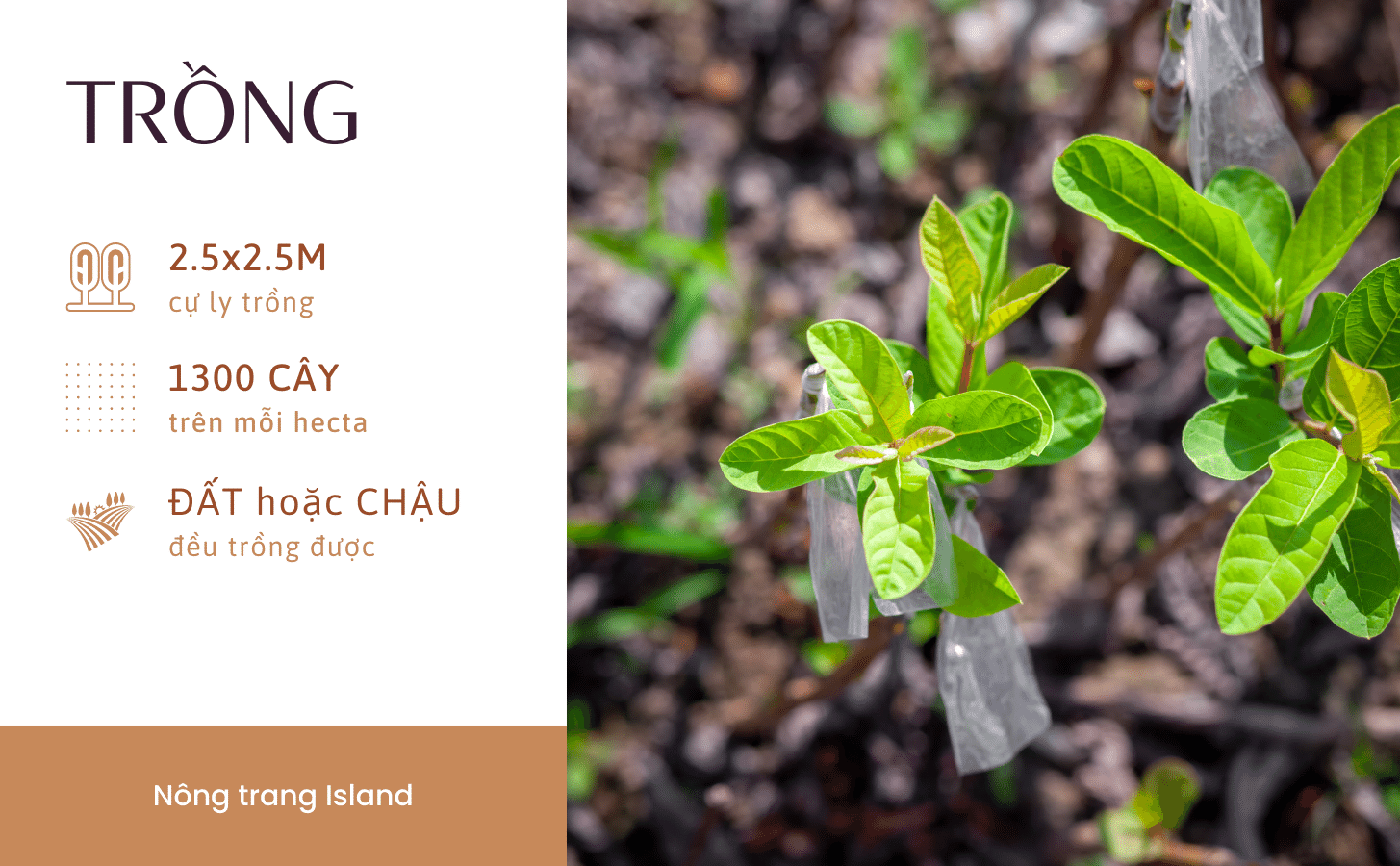 Ổi Ruby Ruột Đỏ Oi Ruby Ruot Do Nong Trang Island 4