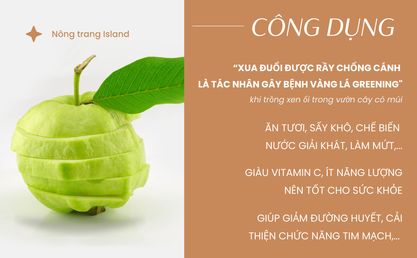 Ổi Ruby Ruột Đỏ Oi Ruby Ruot Do Nong Trang Island 6