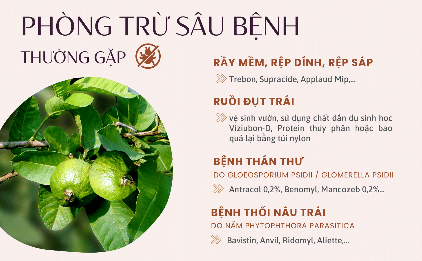 Ổi Ruby Ruột Đỏ Oi Ruby Ruot Do Nong Trang Island 7