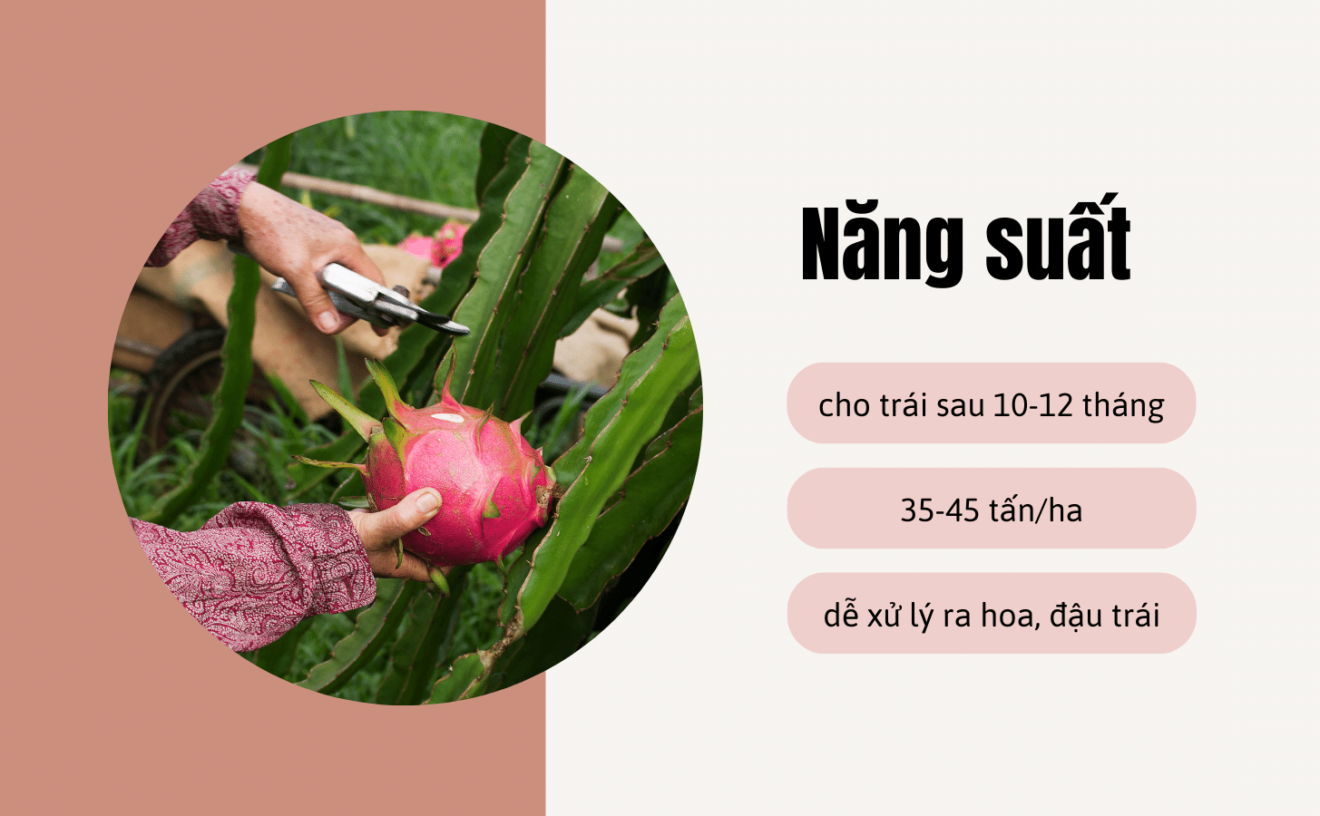 Thanh Long Ruột Đỏ Thanh Long Ruot Do Nong Trang Island 5