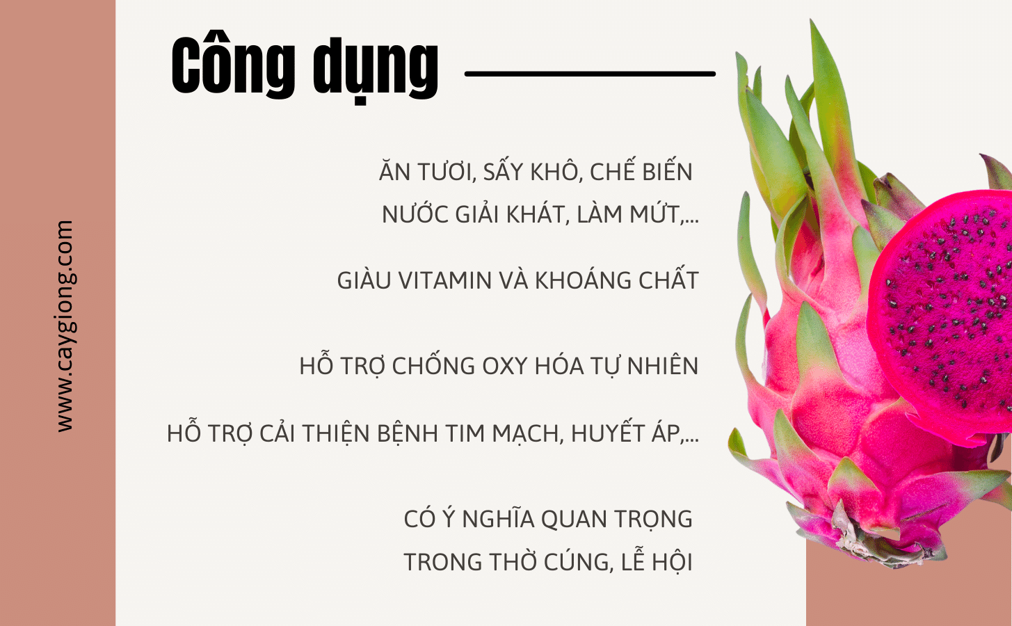 Thanh Long Ruột Đỏ Thanh Long Ruot Do Nong Trang Island 6