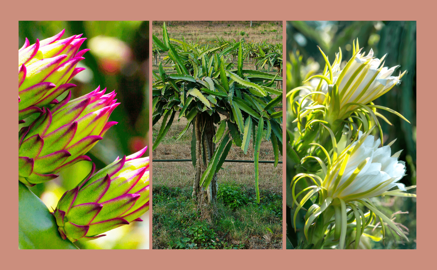 Thanh Long Ruột Đỏ Thanh Long Ruot Do Nong Trang Island 8