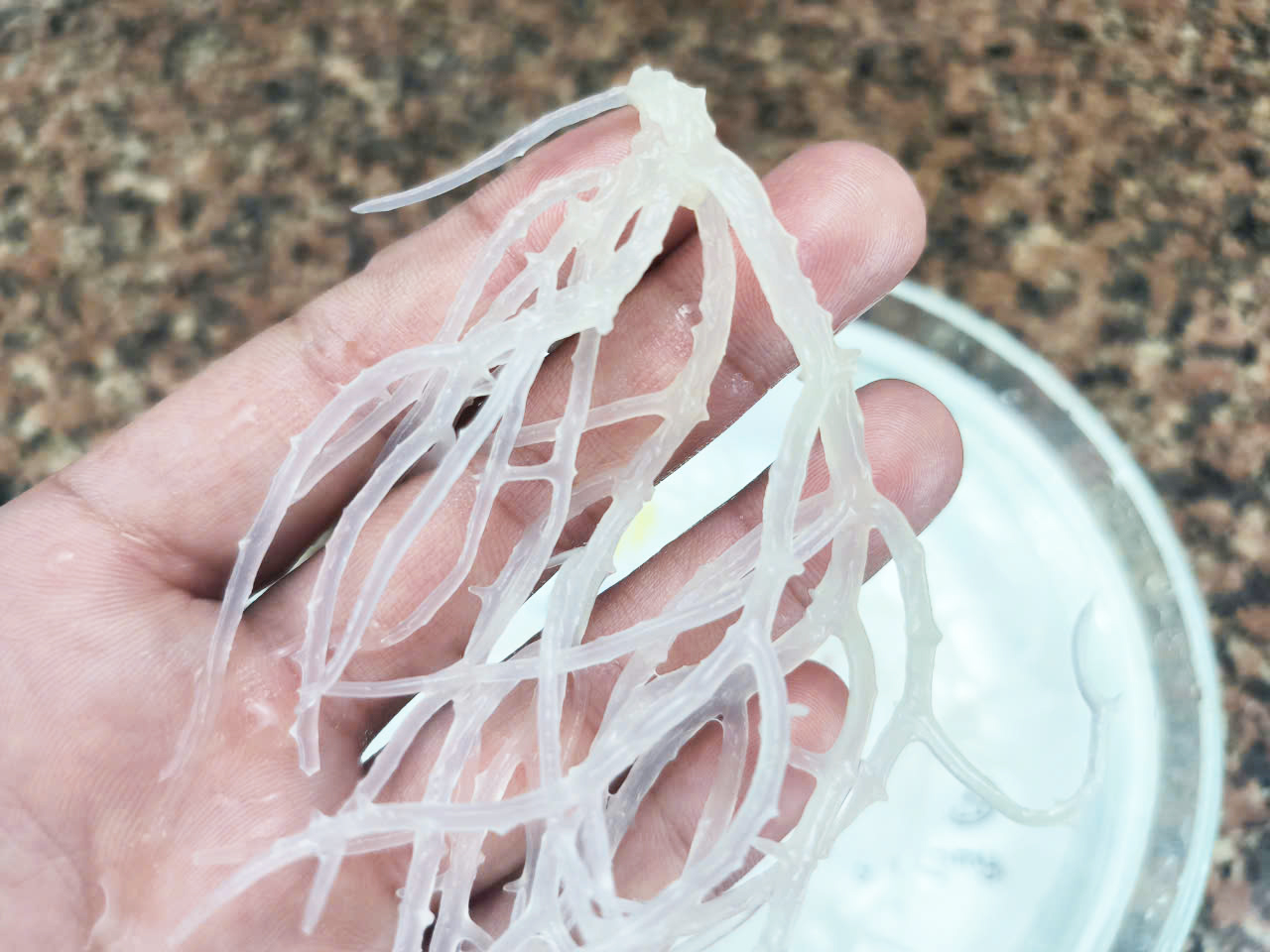 Sea moss contains essential vitamins and minerals.