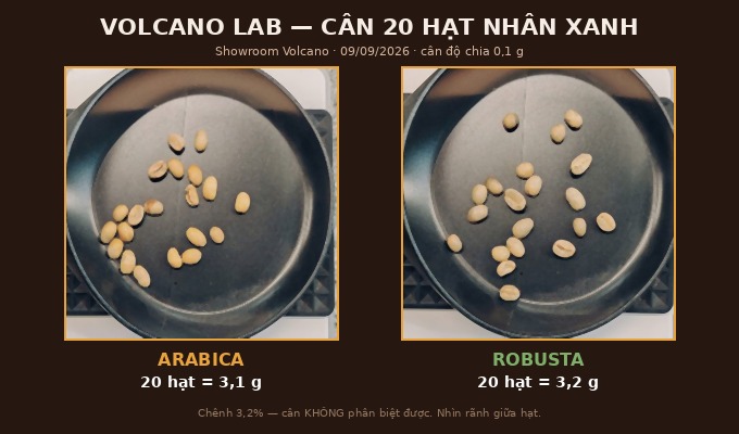 Ảnh chụp thật tại showroom Volcano: 20 hạt nhân xanh Arabica cân 3,1 g và 20 hạt Robusta cân 3,2 g