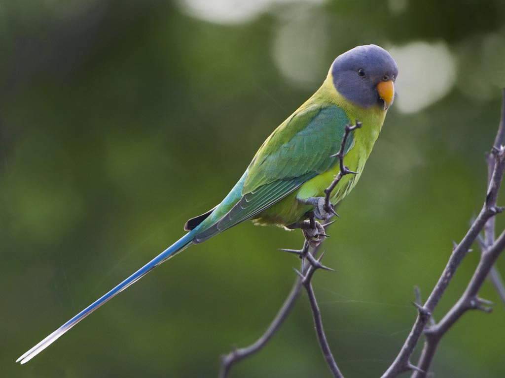 Hồ sơ loài vẹt đầu hồng