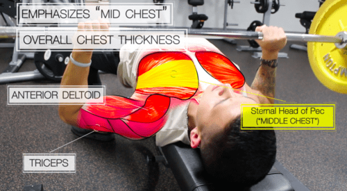 Bài tập cơ ngực Bench Press