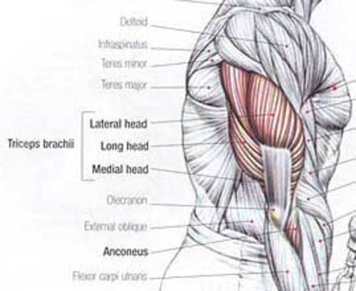 cơ tay sau triceps