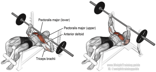 Decline-Barbell-Bench-Press