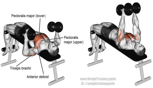 Decline dumbbell bench press