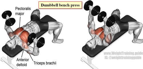 Dumbbell bench press