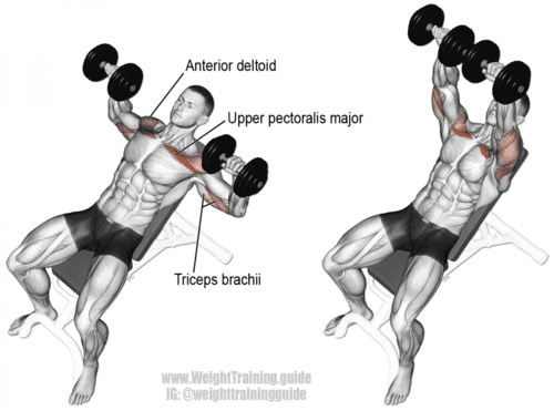 incline dumbbell bench press