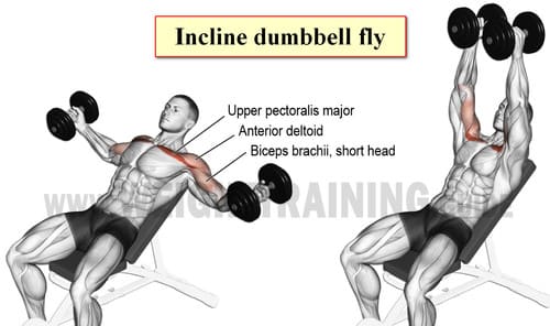 Incline dumbbell fly
