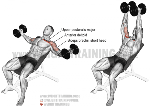 Incline dumbbell fly