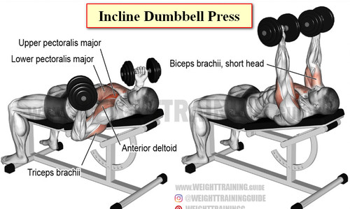 Incline Dumbbell Press