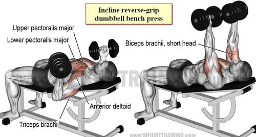 Incline reverse-grip dumbbell bench press