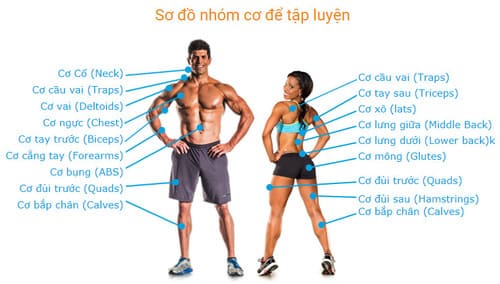 sơ đồ nhóm cơ tập gym