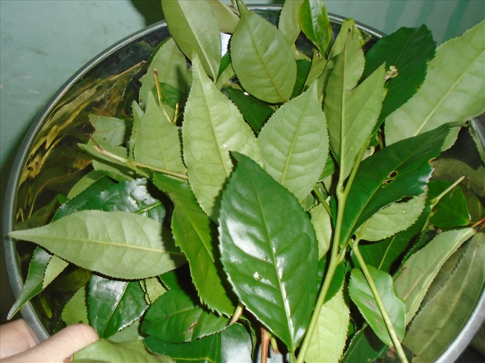 Lá trà xanh tươi có nhiều tác dụng trong chống viêm nhiễm
