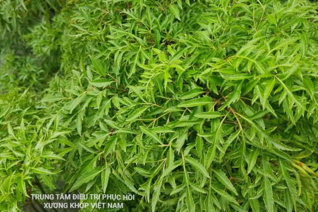 Bài thuốc chữa đau lưng từ đinh lăng