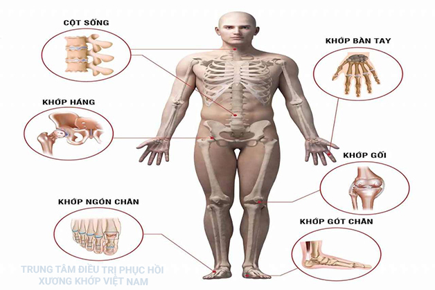 Cấu tạo cơ xương khớp cơ thể người