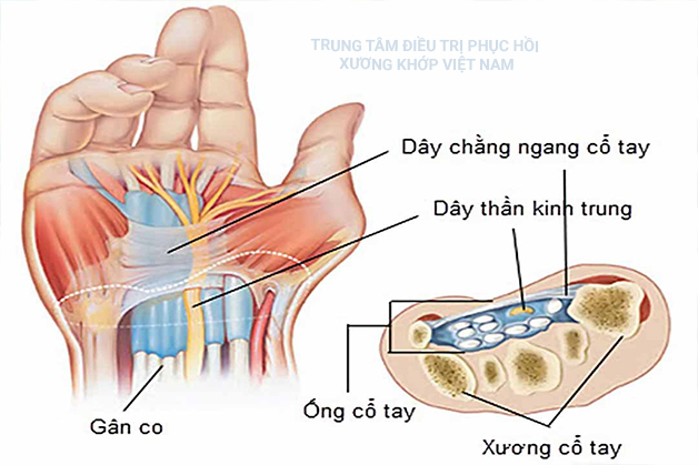 Cấu tạo khớp cổ tay
