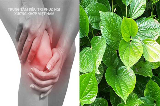 Dùng lá lốt chữa đau nhức xương khớp khi trời lạnh