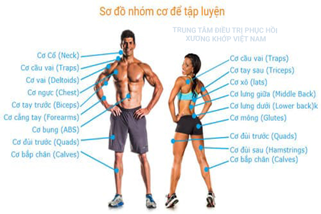 Tập sức mạnh của từng nhóm cơ