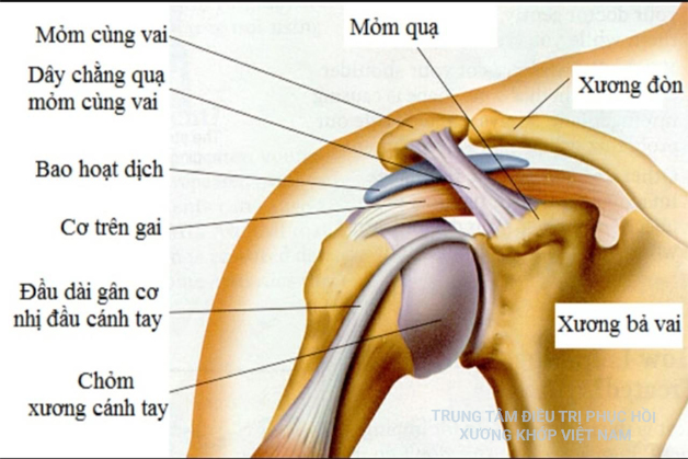 Khớp vai