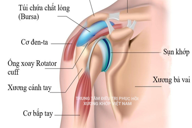 Cấu tạo khớp vai