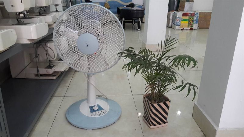 Ưu điểm của Quạt cây Nhật bãi