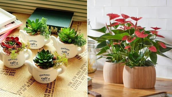 Tặng chậu hoa nhỏ nhắn giúp người đồng nghiệp thấy thư giãn