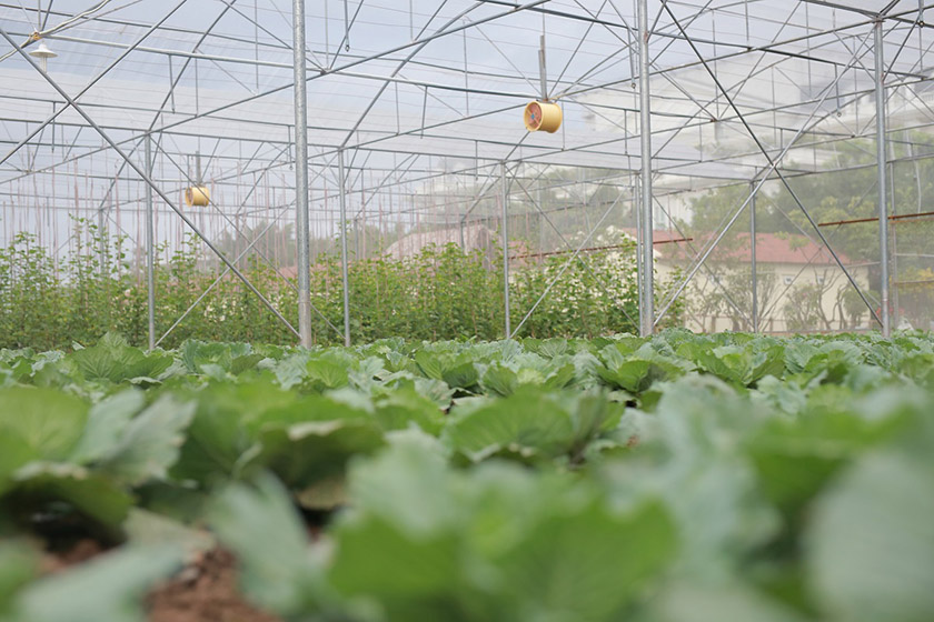 Khu trồng rau sạch tại Eco Farm Khu trồng rau sạch tại Eco Farm