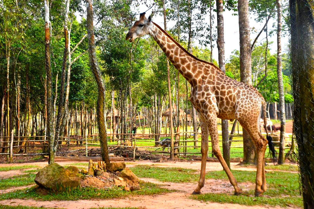 Safari Phú Quốc Safari Phú Quốc