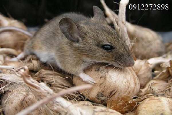 Tổng hợp 5 cách Diệt Chuột hiệu quả nhất ?