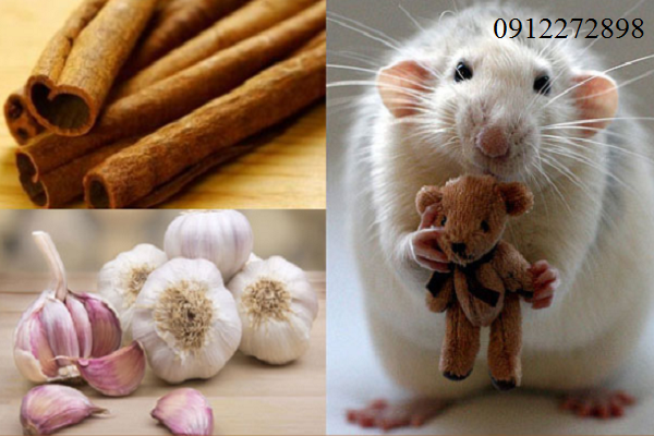 Tổng hợp 5 cách Diệt Chuột hiệu quả nhất ?