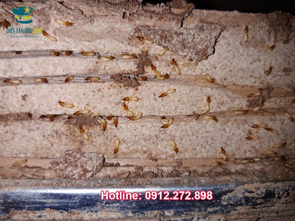 Công trình thực tế