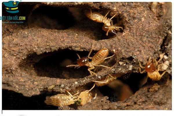 Công ty nào Cung cấp Dịch vụ Diệt Mối uy tín nhất tại Hà Nội