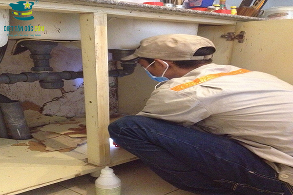 Công ty nào Cung cấp Dịch vụ Diệt Mối uy tín nhất tại Hà Nội