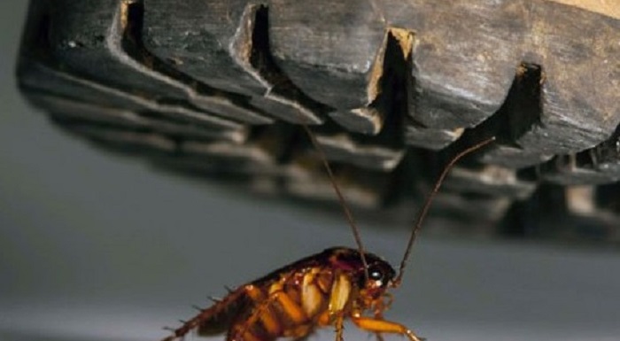 diệt gián bằng dép