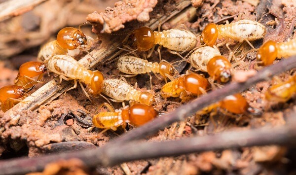 Cách diệt mối tại nhà