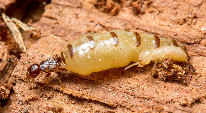 chỉ cần diệt mối chúa là sẽ diệt mối tận gốc