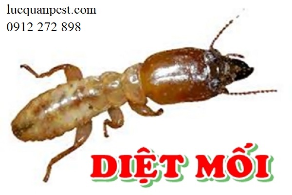 Mối chúa hoạt động và sinh đẻ như thế nào ?