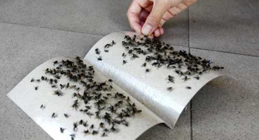 bien phap tieu diet ruoi