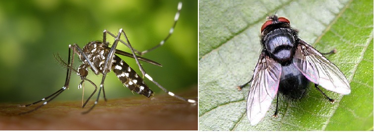 tại hại của ruồi muỗi tại nhà hàng, khách sạn