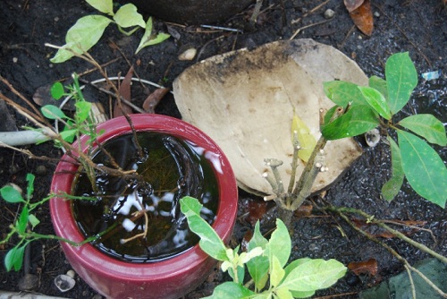 dọn sạch sân vườn để diệt côn trùng