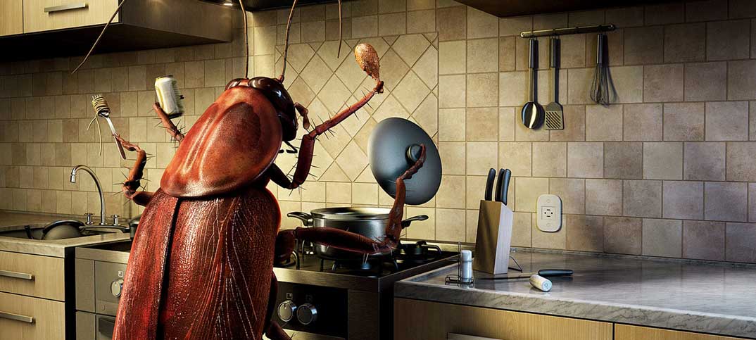 gián ăn gì để sống?