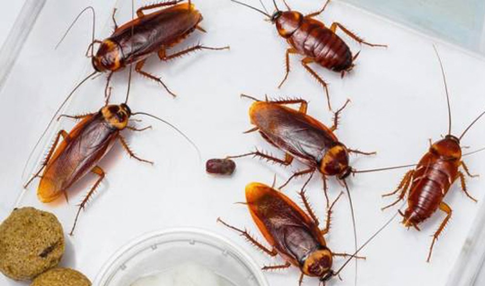 gián chui ra từ đâu